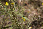 Carolina silkgrass